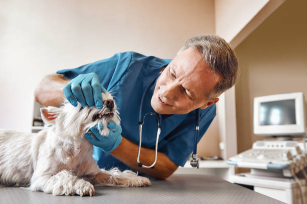 Best Emergency Dental Care for Broken or Chipped Teeth in Artesia, NM